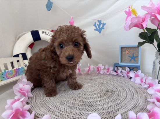 トイプードルの子犬、2026年4月26日生まれ、レッドフォーンの女の子