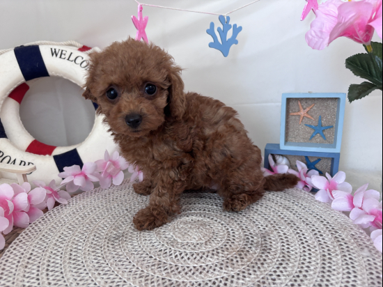 トイプードルの子犬、2026年4月26日生まれ、レッドフォーンの女の子