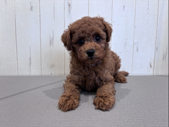 トイプードルの子犬、2026年6月14日生まれ、オレンジフォーンの女の子