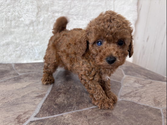 トイプードルの子犬、2026年6月27日生まれ、レッドフォーンの男の子
