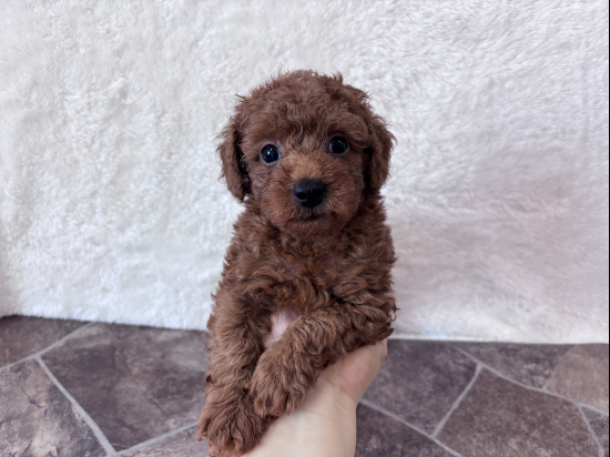 トイプードルの子犬、2026年7月4日生まれ、オレンジフォーンの男の子