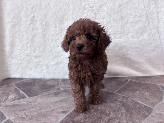 トイプードルの子犬、2026年7月4日生まれ、オレンジフォーンの男の子