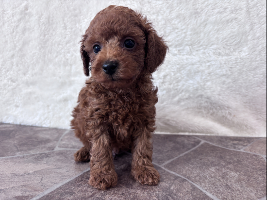 トイプードルの子犬、2026年7月4日生まれ、オレンジフォーンの男の子