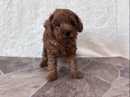 トイプードルの子犬、2026年7月4日生まれ、オレンジフォーンの男の子