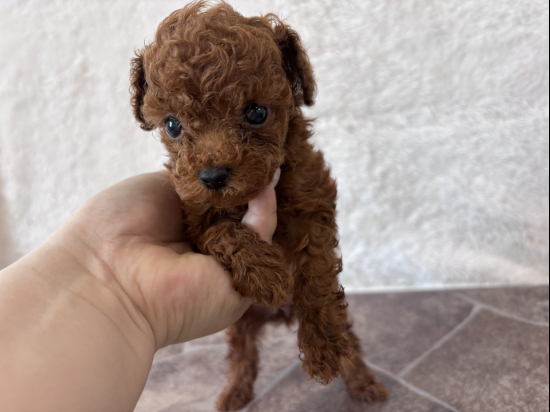 トイプードルの子犬、2026年7月8日生まれ、オレンジフォーンの女の子
