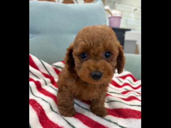 トイプードルの子犬、2026年7月27日生まれ、オレンジフォーンの男の子