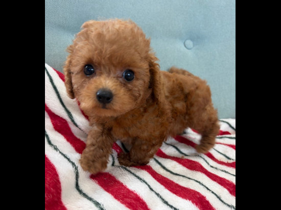 トイプードルの子犬、2026年7月27日生まれ、オレンジフォーンの男の子