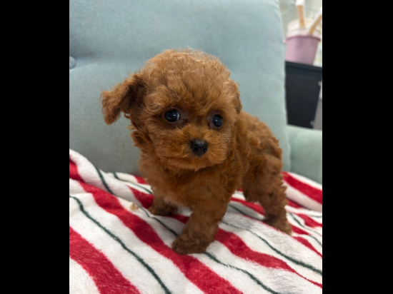 トイプードルの子犬、2026年7月27日生まれ、オレンジフォーンの男の子