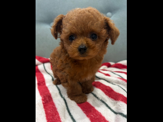 トイプードルの子犬、2026年7月27日生まれ、オレンジフォーンの女の子